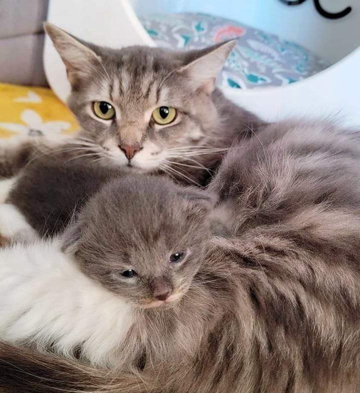 only kitten cat mom sarabi